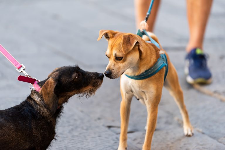 Comissão discute inclusão de vacinas a animais domésticos no Programa Nacional de Imunizações comissao-discute-inclusao-de-vacinas-a-animais-domesticos-no-programa-nacional-de-imunizacoes