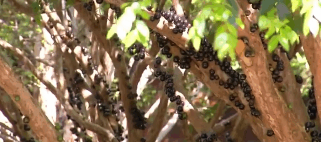 Pomares de jabuticaba já estão abertos para visitas em Taquaruçu pomares-de-jabuticaba-ja-estao-abertos-para-visitas-em-taquarucu
