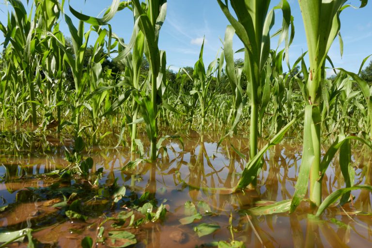 Retrospectiva 2025: aprovada ampliação do acesso de agricultores familiares ao Garantia-Safra retrospectiva-2025:-aprovada-ampliacao-do-acesso-de-agricultores-familiares-ao-garantia-safra