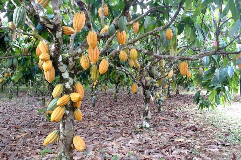 Lei reconhece Ilhéus, na Bahia, como Capital Nacional da Rota do Cacau e do Chocolate lei-reconhece-ilheus,-na-bahia,-como-capital-nacional-da-rota-do-cacau-e-do-chocolate
