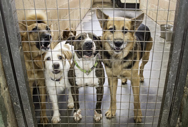 Lei oficializa Julho Dourado para promover saúde animal e prevenir zoonoses lei-oficializa-julho-dourado-para-promover-saude-animal-e-prevenir-zoonoses