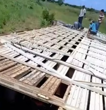 Caminhão com mais de 80 cabeças de gado tomba no norte do TO caminhao-com-mais-de-80-cabecas-de-gado-tomba-no-norte-do-to