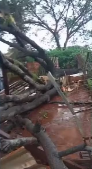 Temporal derruba árvores e destrói estrutura de abrigo com mais de 200 cães em Palmas temporal-derruba-arvores-e-destroi-estrutura-de-abrigo-com-mais-de-200-caes-em-palmas