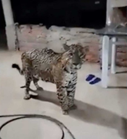 Onça-pintada surge na varanda de casa e surpreende moradores no Jalapão; VÍDEO onca-pintada-surge-na-varanda-de-casa-e-surpreende-moradores-no-jalapao;-video