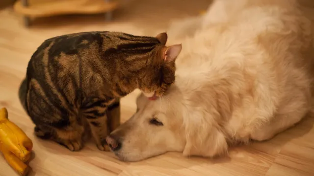 Lei define guarda compartilhada de pets; veja detalhes lei-define-guarda-compartilhada-de-pets;-veja-detalhes