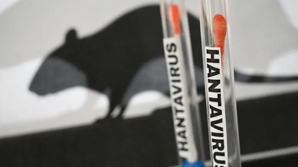 O que é e como se transmite o hantavírus, responsável por três mortes em cruzeiro no Atlântico o-que-e-e-como-se-transmite-o-hantavirus,-responsavel-por-tres-mortes-em-cruzeiro-no-atlantico