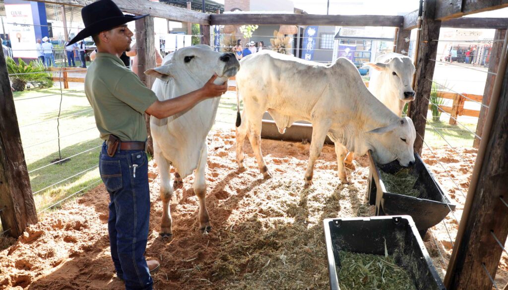 Com mais de 600 animais, Agrotins destaca genética e qualidade do rebanho tocantinense com-mais-de-600-animais,-agrotins-destaca-genetica-e-qualidade-do-rebanho-tocantinense