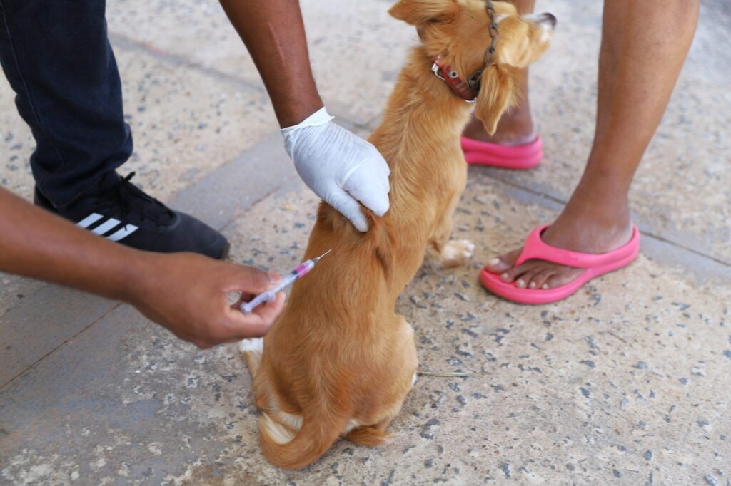 Vacinação antirrábica de cães e gatos avança em bairros de Araguaína vacinacao-antirrabica-de-caes-e-gatos-avanca-em-bairros-de-araguaina