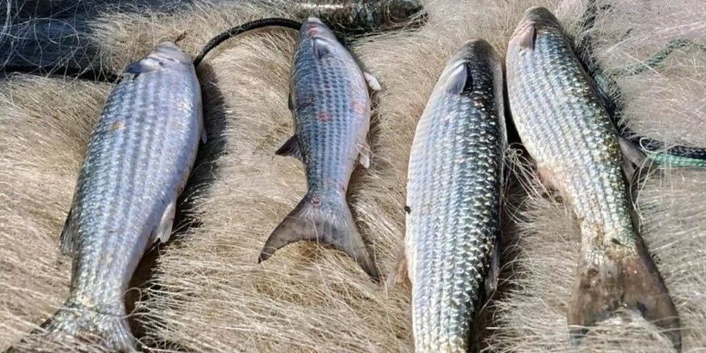 Pesca de tainha na modalidade arrasto de praia está suspensa pesca-de-tainha-na-modalidade-arrasto-de-praia-esta-suspensa