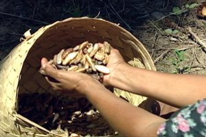 Lei que reconhece ofício de quebradeiras de coco babaçu como manifestação cultural é sancionada lei-que-reconhece-oficio-de-quebradeiras-de-coco-babacu-como-manifestacao-cultural-e-sancionada