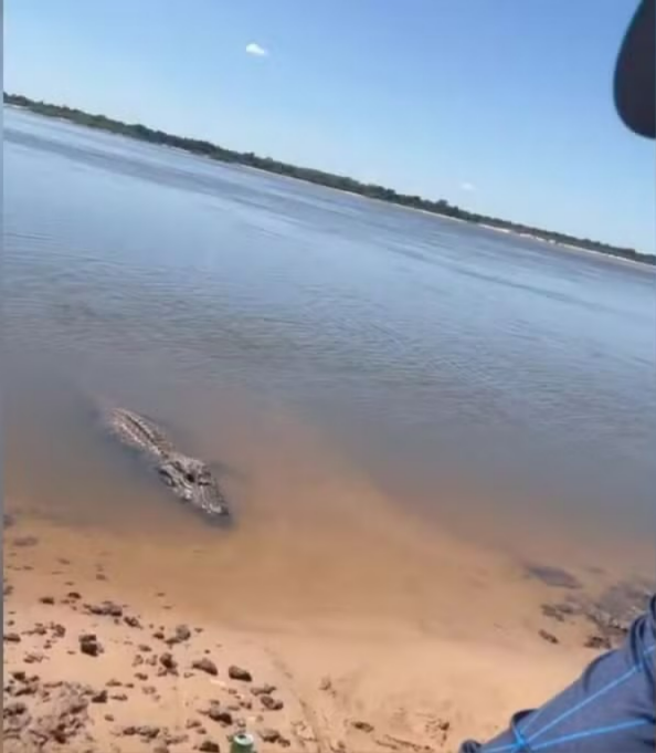 Gigante das águas: jacaré-açu de 4,5 metros atende chamado de pescador no Cantão gigante-das-aguas:-jacare-acu-de-4,5-metros-atende-chamado-de-pescador-no-cantao