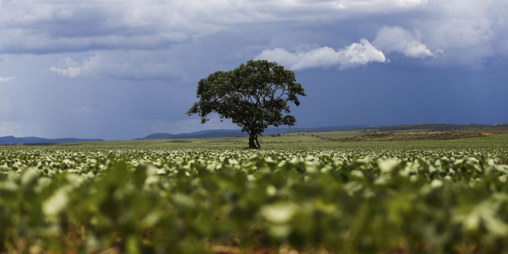Crédito rural financiou R$ 92,4 bi em áreas com alertas ambientais credito-rural-financiou-r$-92,4-bi-em-areas-com-alertas-ambientais