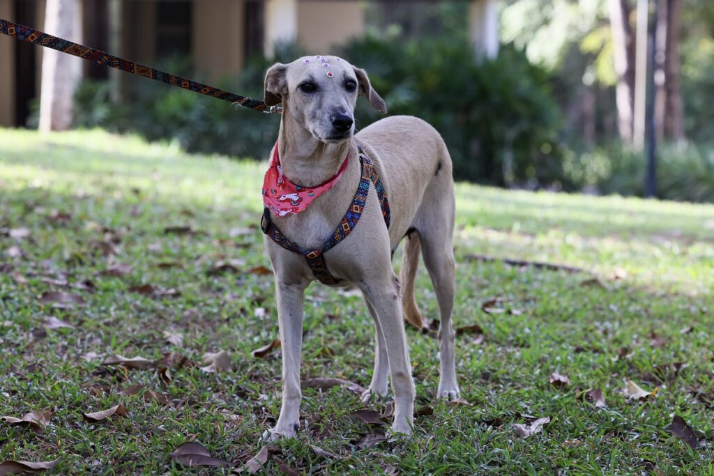 Palmas lança projeto Parceiro de Caminhada para incentivar a adoção de cães adultos palmas-lanca-projeto-parceiro-de-caminhada-para-incentivar-a-adocao-de-caes-adultos