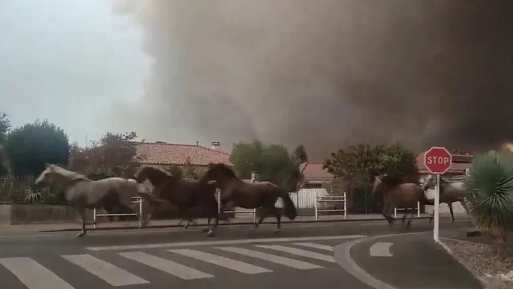 Vídeo: Cavalos são soltos para fugir de incêndio na França video:-cavalos-sao-soltos-para-fugir-de-incendio-na-franca