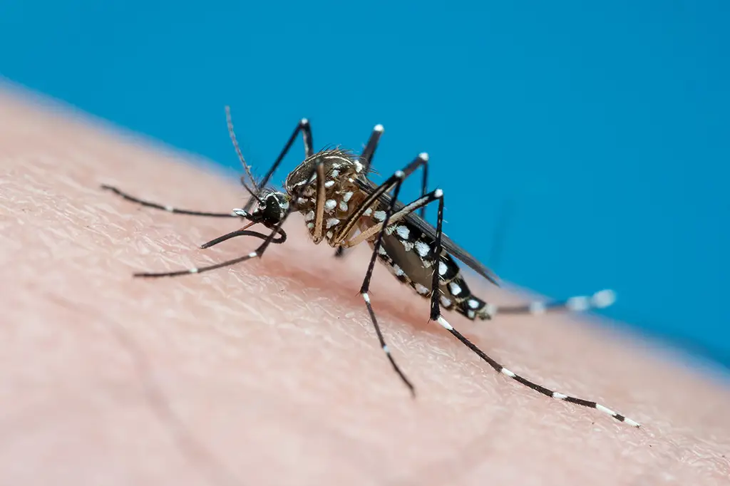 Vacinas contra chikungunya avançam no Brasil e ampliam opções de prevenção vacinas-contra-chikungunya-avancam-no-brasil-e-ampliam-opcoes-de-prevencao