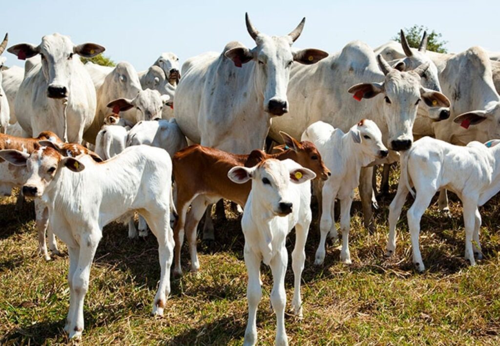 Com rebanho de 11,6 milhões, Tocantins tem quase oito cabeças de gado por pessoa com-rebanho-de-11,6-milhoes,-tocantins-tem-quase-oito-cabecas-de-gado-por-pessoa