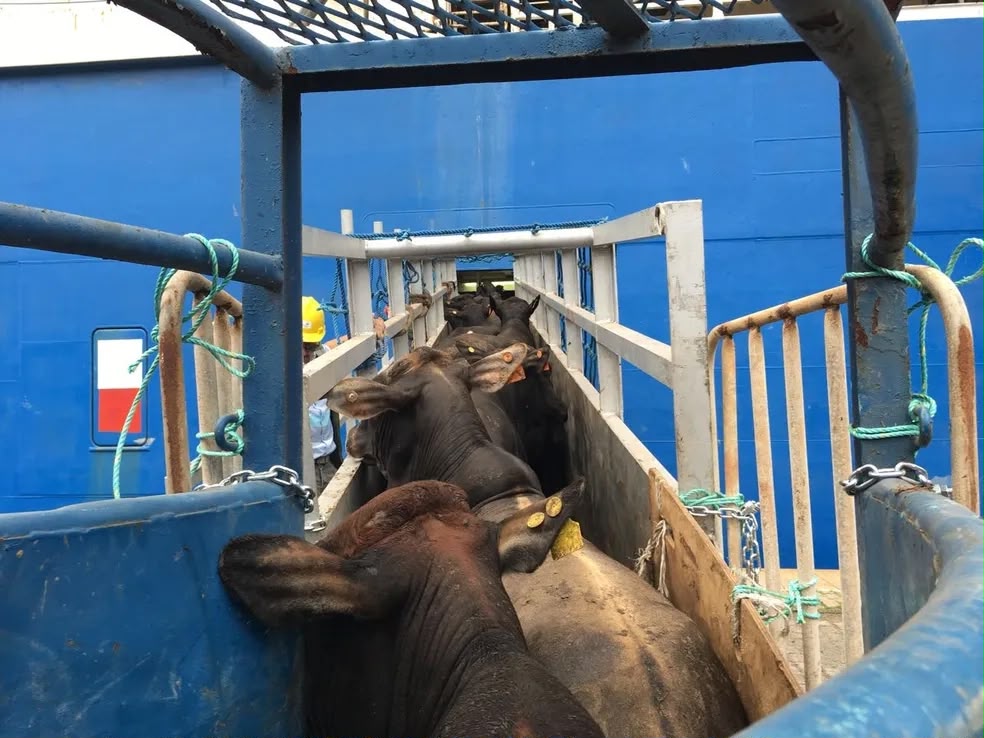 Pecuária do Tocantins reage contra projeto que quer barrar exportação de animais vivos