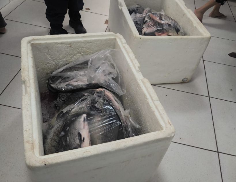 Guarda Metropolitana apreende 107 kg de pescado irregular e prende homem com mandado em aberto guarda-metropolitana-apreende-107-kg-de-pescado-irregular-e-prende-homem-com-mandado-em-aberto