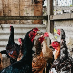 Tocantins inicia monitoramento de aves contra Influenza Aviária e Doença de Newcastle tocantins-inicia-monitoramento-de-aves-contra-influenza-aviaria-e-doenca-de-newcastle