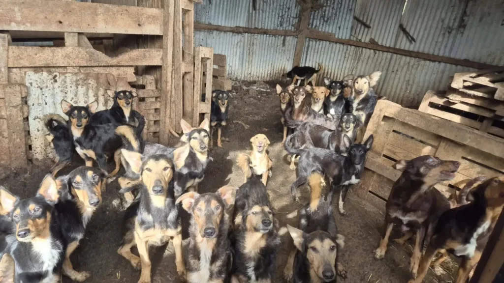 Mais de 100 cães são resgatados de “horror” na França mais-de-100-caes-sao-resgatados-de-“horror”-na-franca